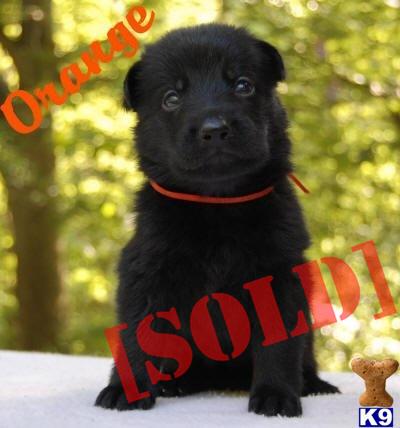 Working Line GSD Puppies This Pup is SOLD
